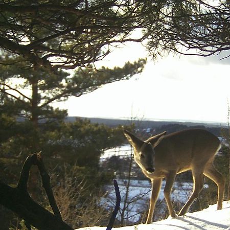 Villa Jura Pokoje Goscinne Zarki Eksteriør billede